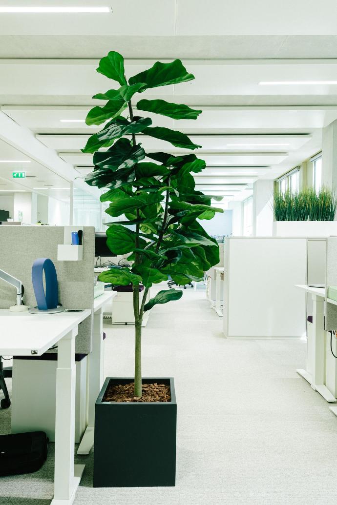 Arbre lyrata dans les zones passantes du siège de Veolia