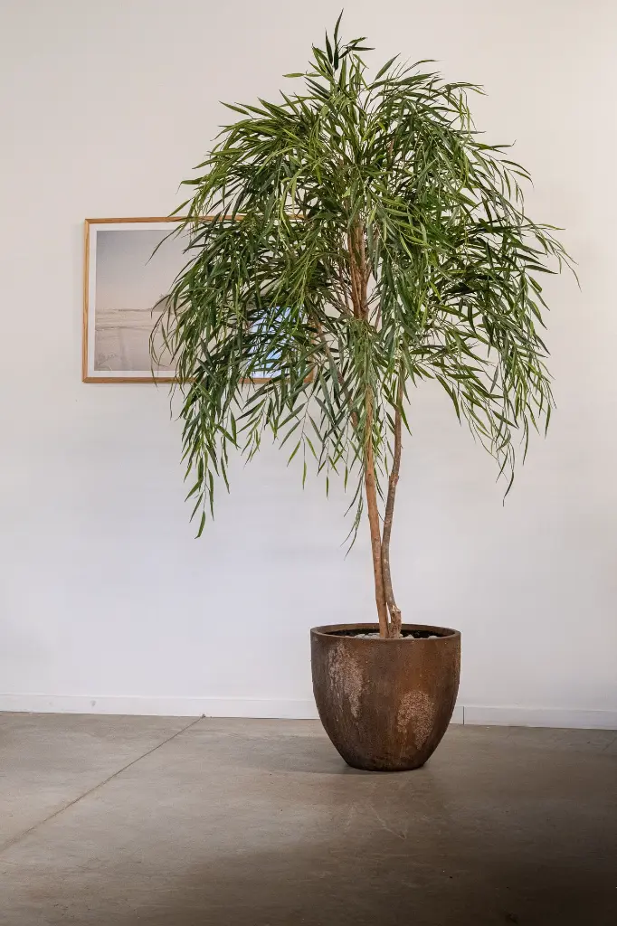 DSCF6599.webp
