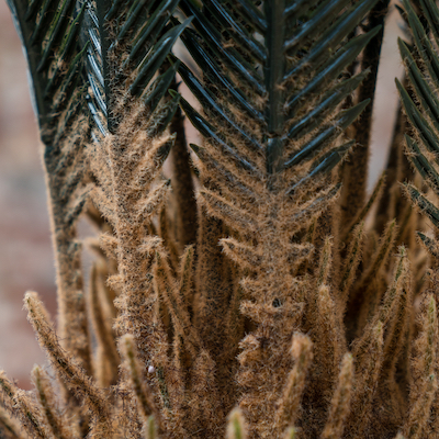 Zoom feuillage Cycas 115 cm - Cube Blanc #Artificiel