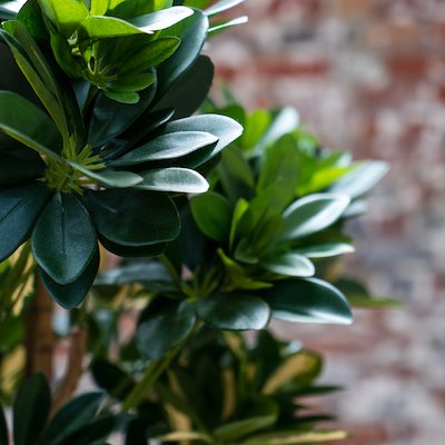 Zoom Schefflera 140 cm - Cube Blanc #Semi-naturel