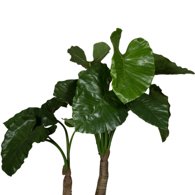 Le Grand Alocasia - Pot Oyster #Artificiel