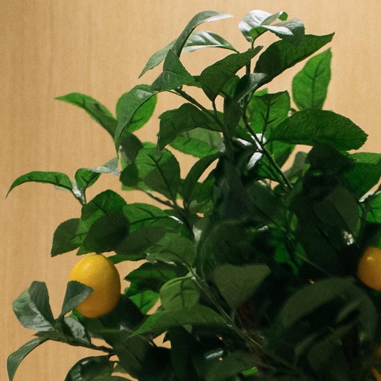 Le Citronnier - Pot Rond Blanc #Artificiel