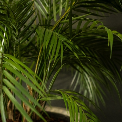 Le Palm - Cylindre Haut Blanc #Artificiel