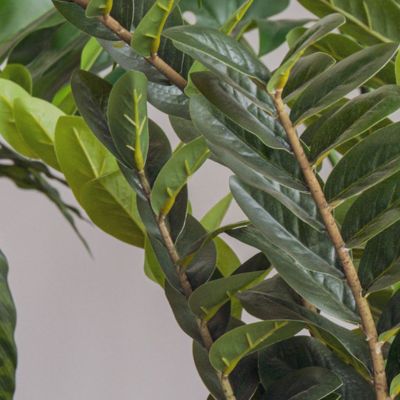 Le Zamia - Pot Ovale Blanc #Artificiel
