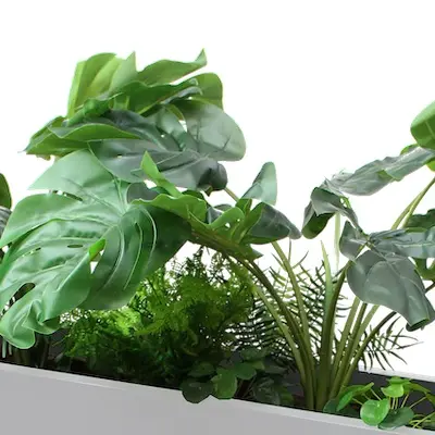 zoom monstera.webp