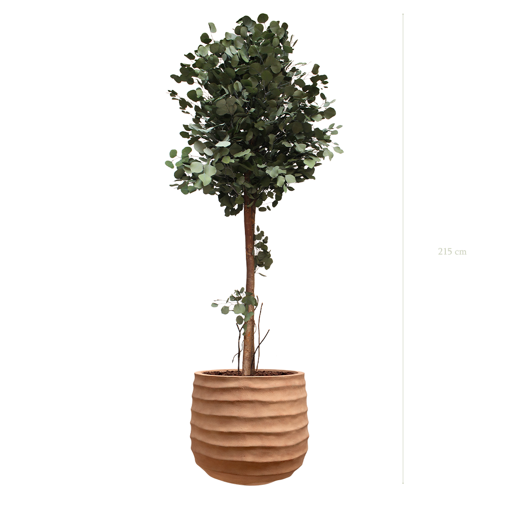 Le Grand Populus - Pot Terracotta - Stabilisé