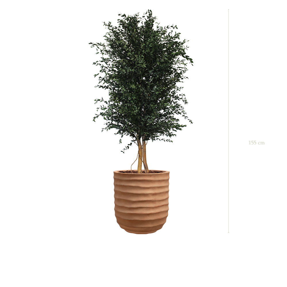 Le Parvifolia - Pot Terracotta - Stabilisé
