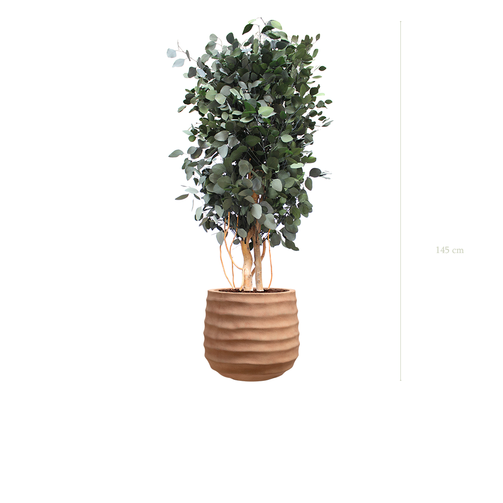 Le Populus - Pot Terracotta - Stabilisé
