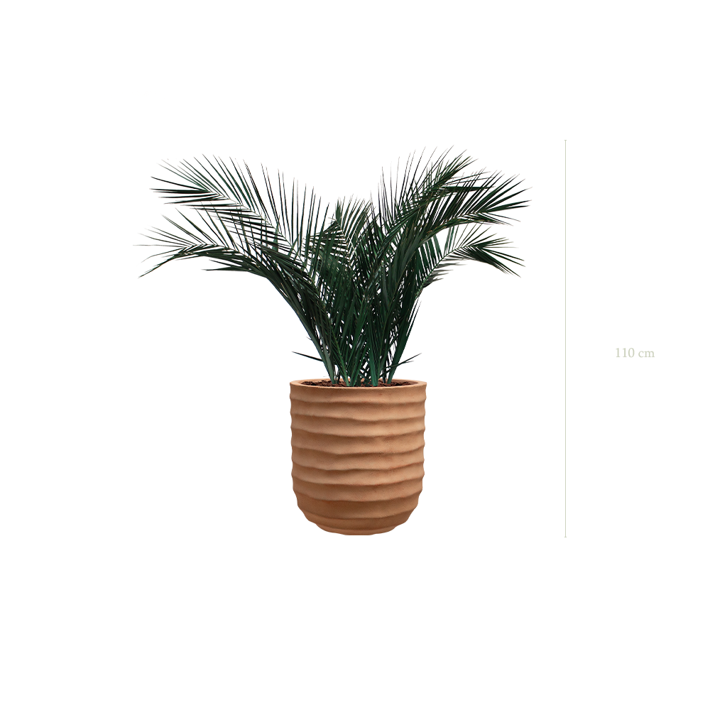 Le Palm - Pot Terracotta - Stabilisé