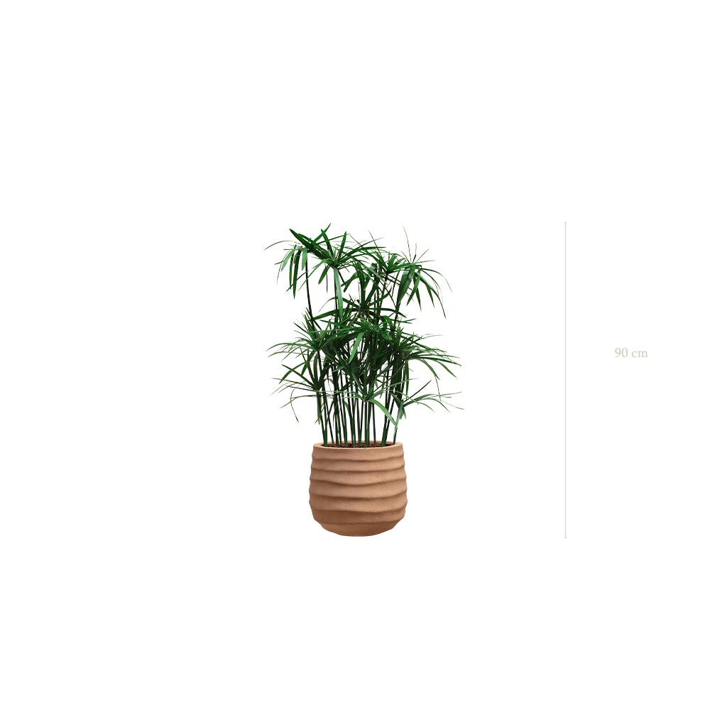 der Papyrus - terracotta Topf #stabilisiert