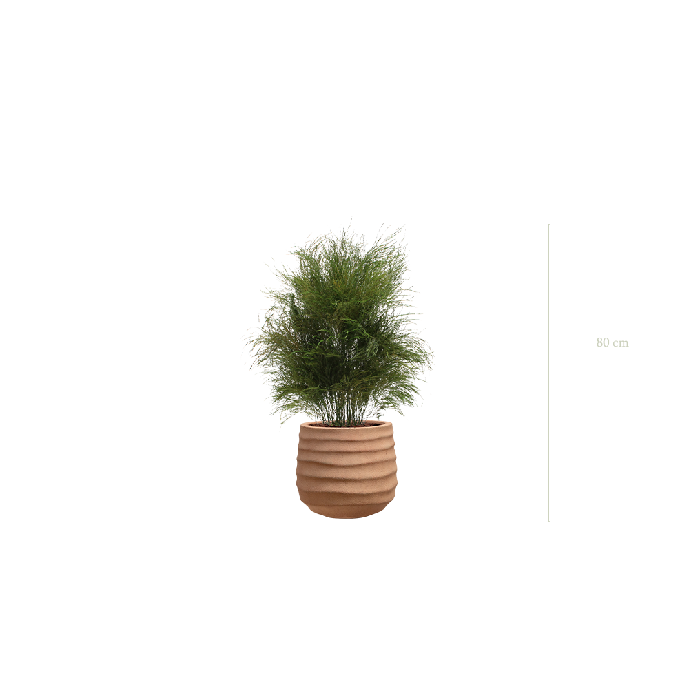 The wild grass in a terracotta pot #Stabilized