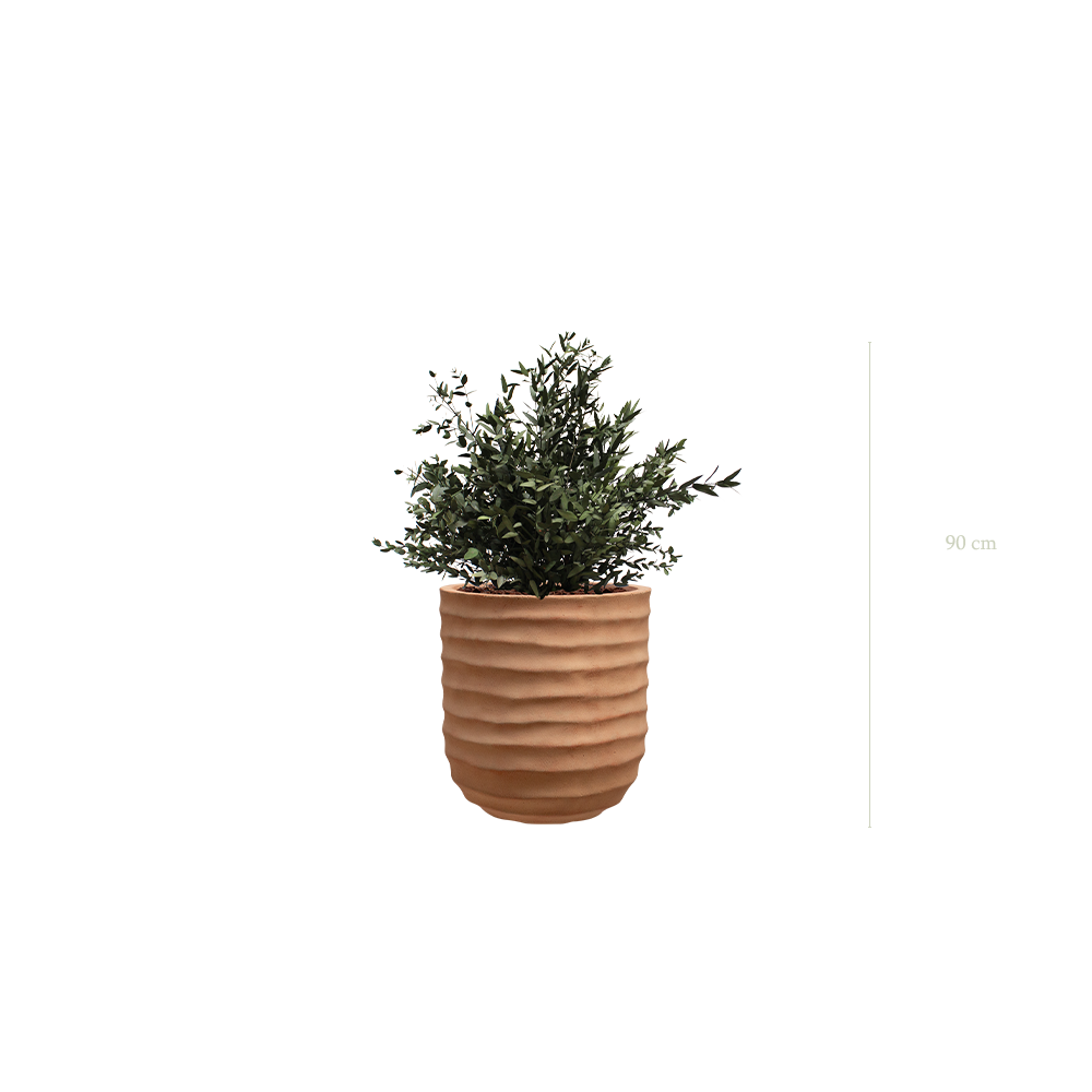 Le Petit Parvifolia - Pot Terracotta - Stabilisé