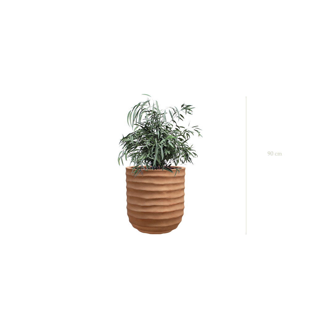 Le Petit Nicoly - Pot Terracotta - Stabilisé
