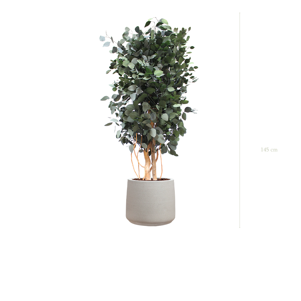 Le Populus - Pot Sable - Stabilisé