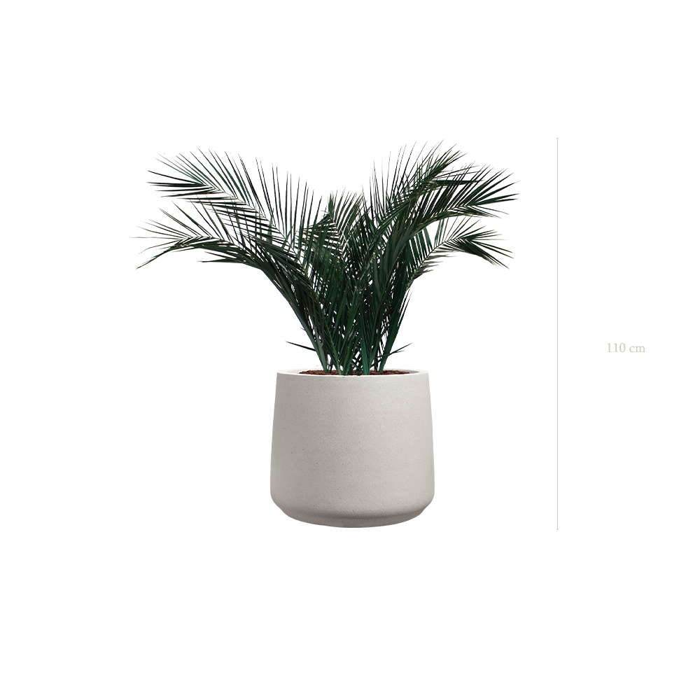 Le Palm - Pot Sable - Stabilisé