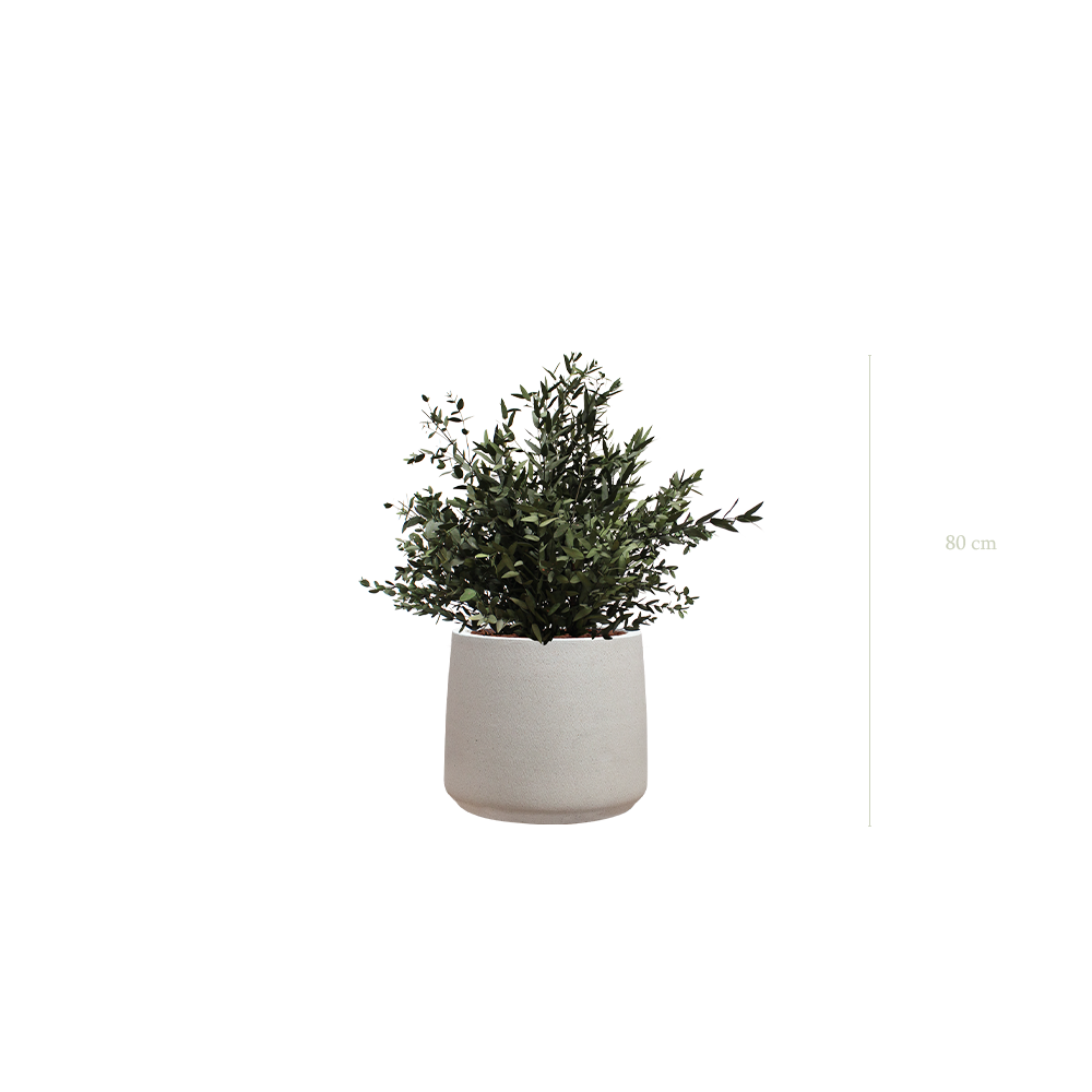 die kleine Parvifolia - grau Sandtopf #kstabilisiert