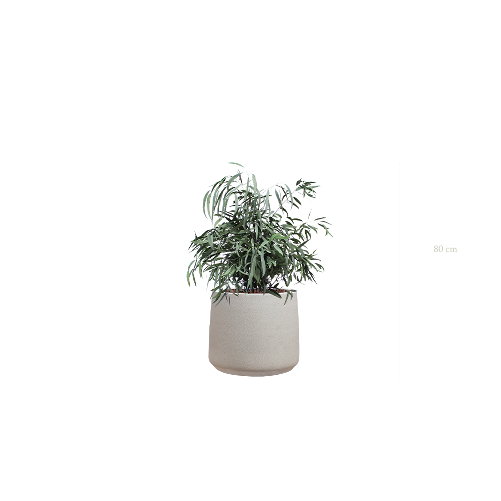 Le Petit Nicoly - Pot Sable - Stabilisé