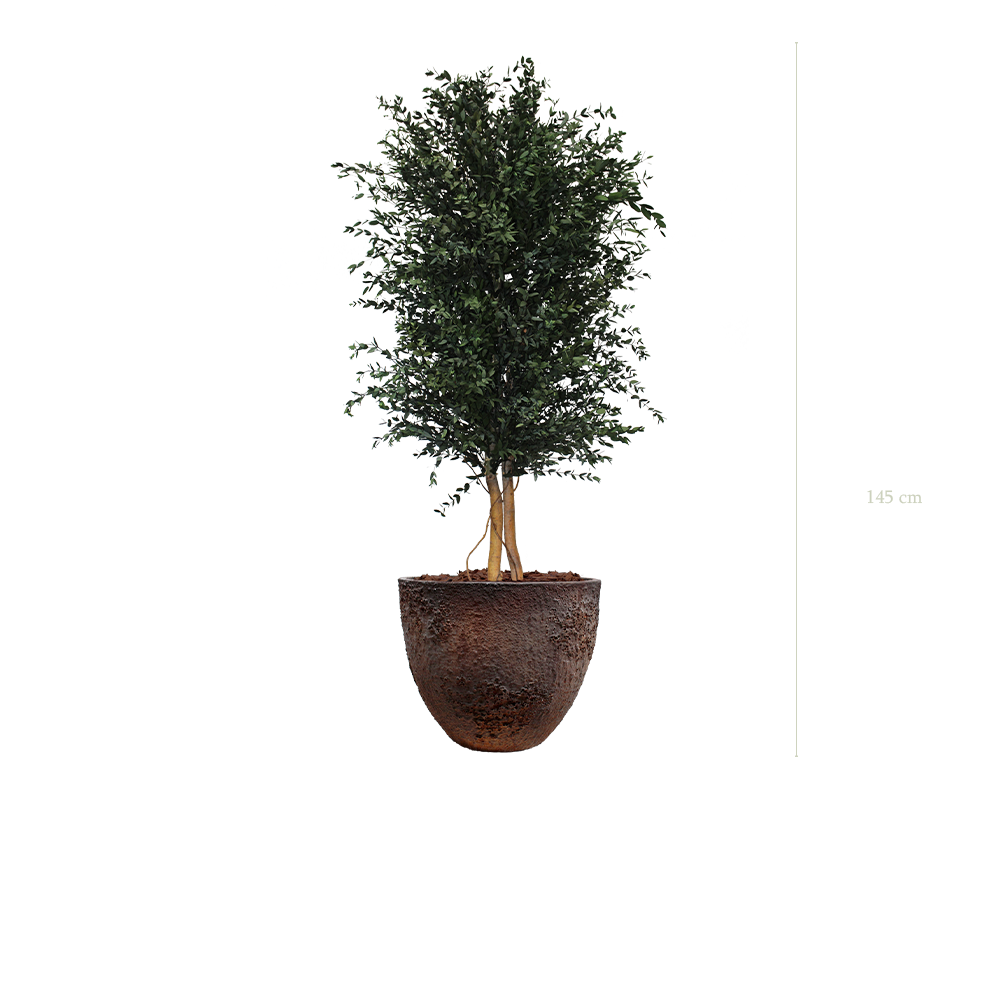 The Parvifolia in a brown oyster pot #Stabilized