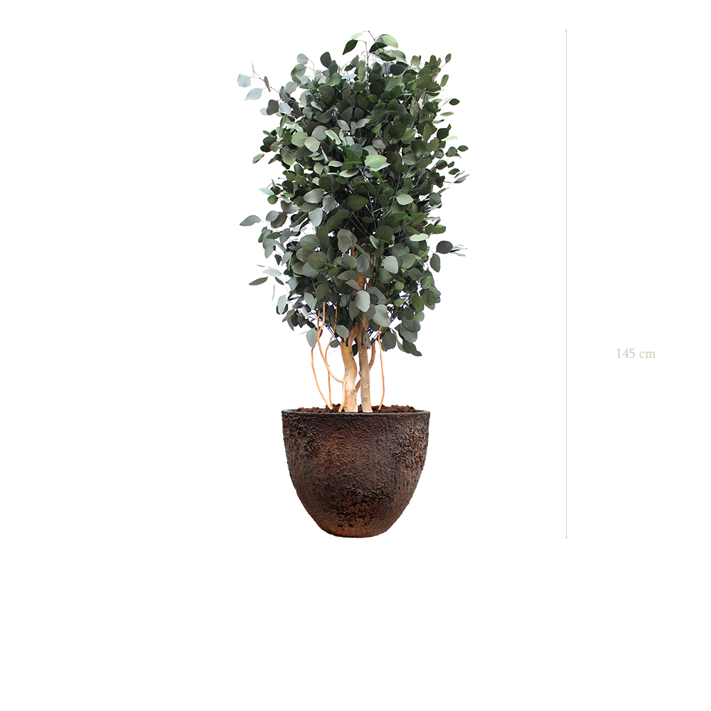 Le Populus - Pot Oyster - Stabilisé