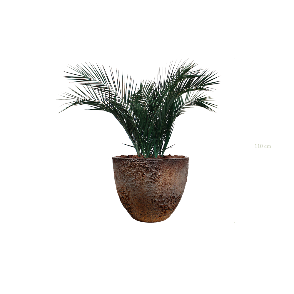 Le Palm - Pot Oyster - Stabilisé