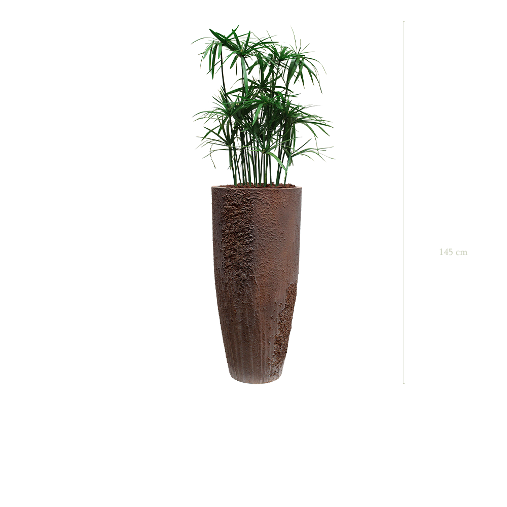 Le Papyrus - Pot Oyster - Stabilisé