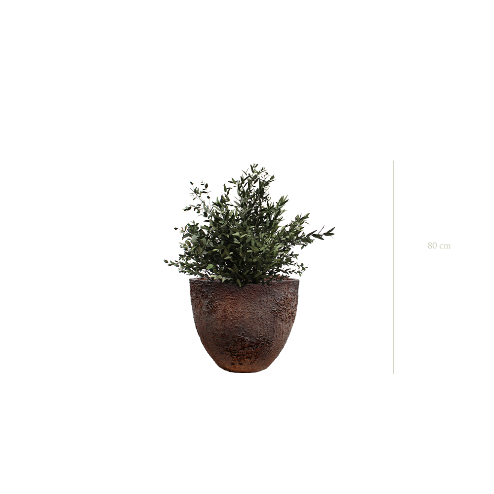 Le Petit Parvifolia - Pot Oyster - Stabilisé