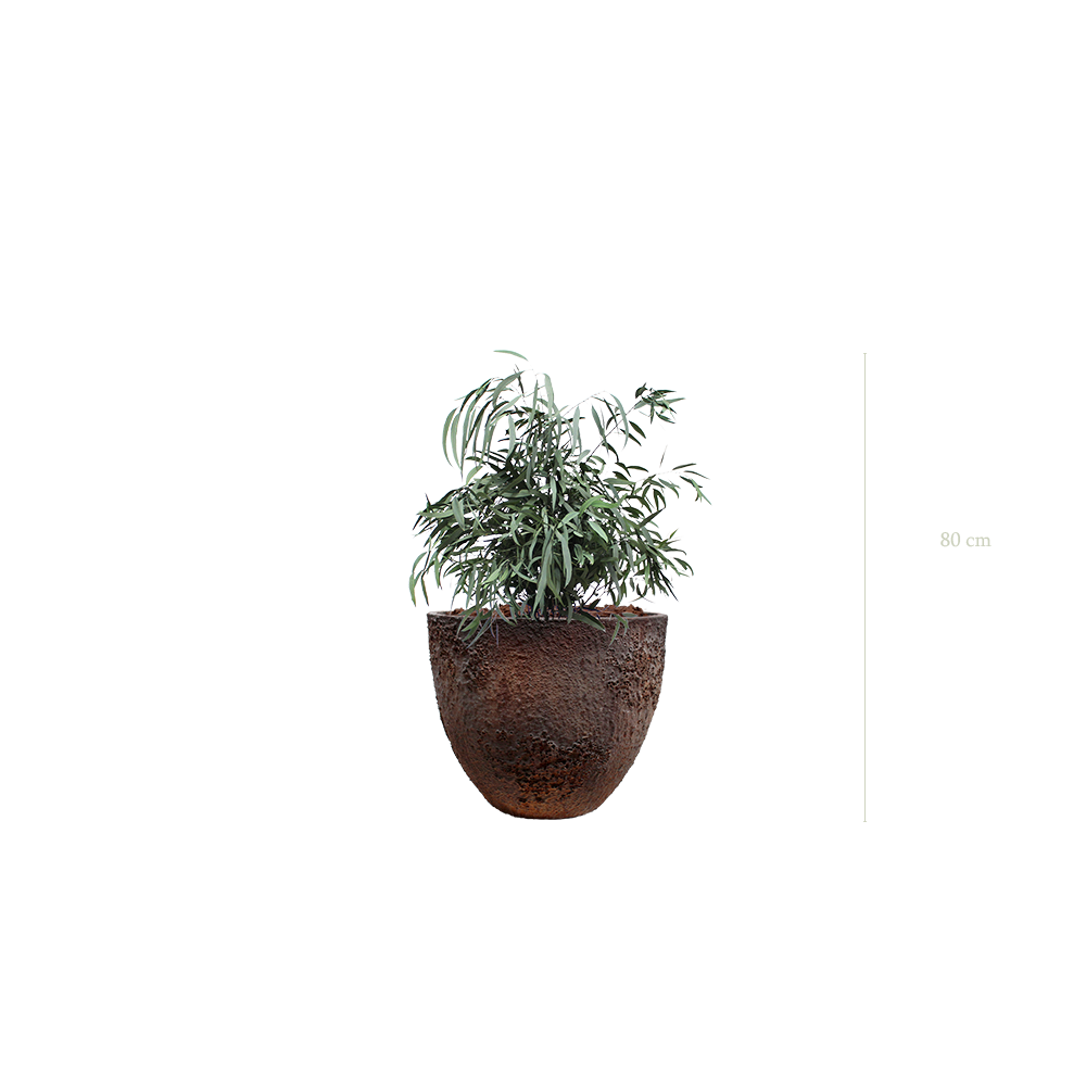 Le Petit Nicoly - Pot Oyster - Stabilisé