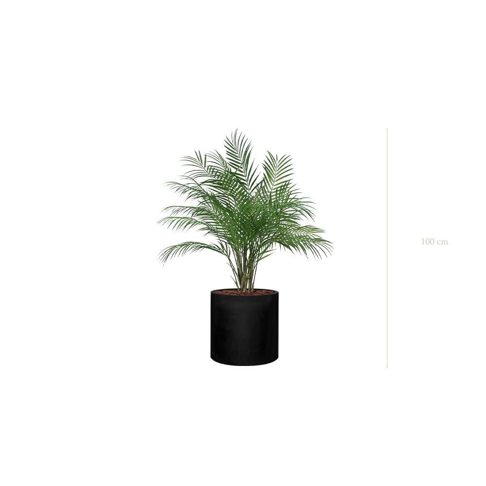 Le Palm - Cylindre Noir - Artificiel