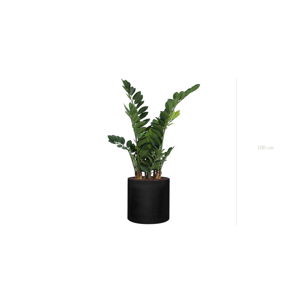 Le Zamia - Cylindre Noir - Artificiel