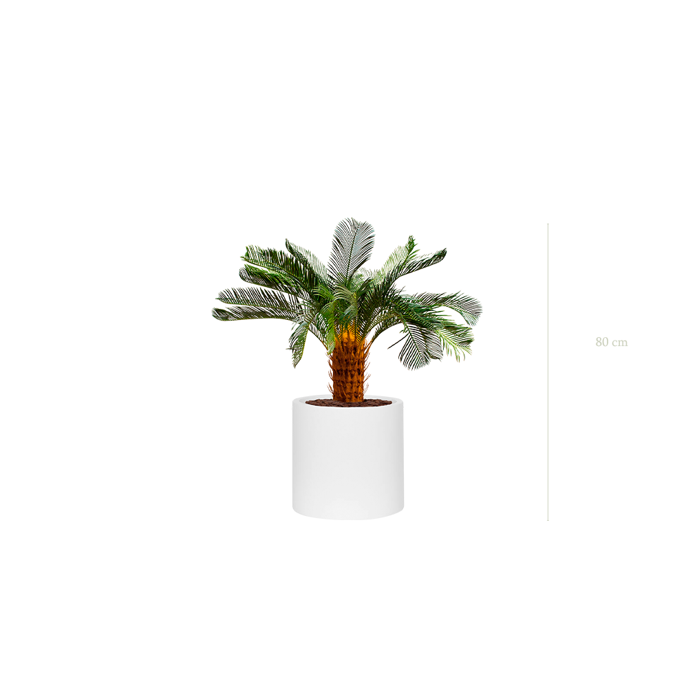 Le Petit Cycas - Cylindre Blanc - Artificiel