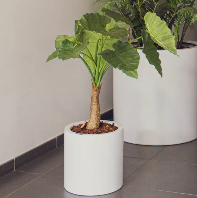 Le Petit Alocasia - Cylindre Blanc - Artificiel