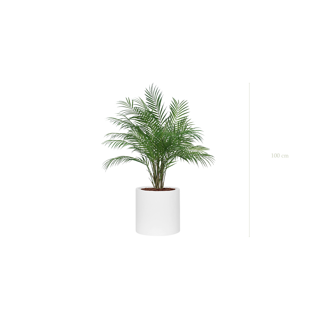 Le Palm - Cylindre Blanc - Artificiel