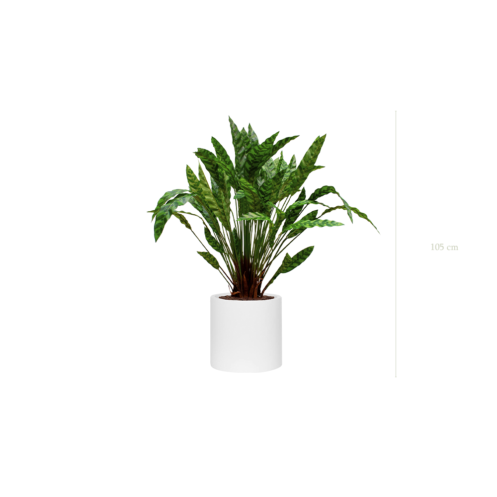 Le Calathea - Cylindre Blanc - Artificiel