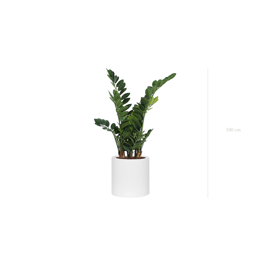 Le Zamia - Cylindre Blanc - Artificiel