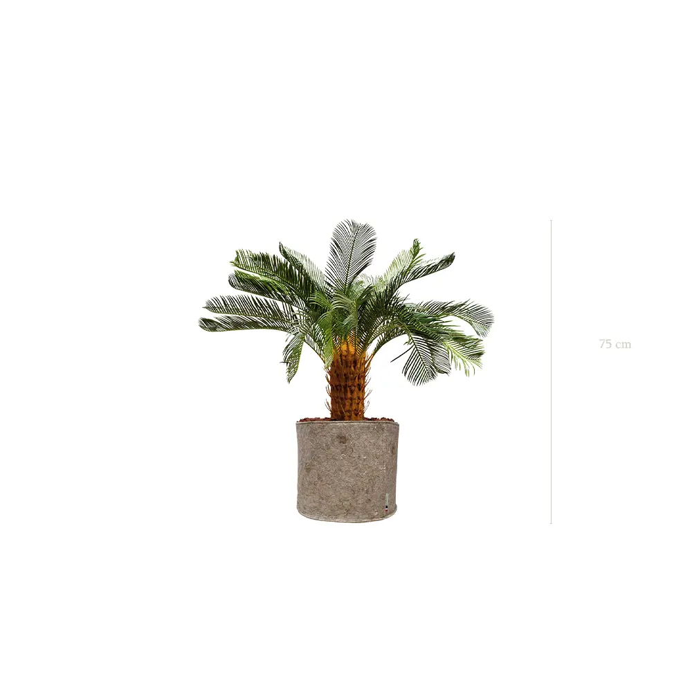 The Small Cycas – Beige Fabric Pot #Artificial