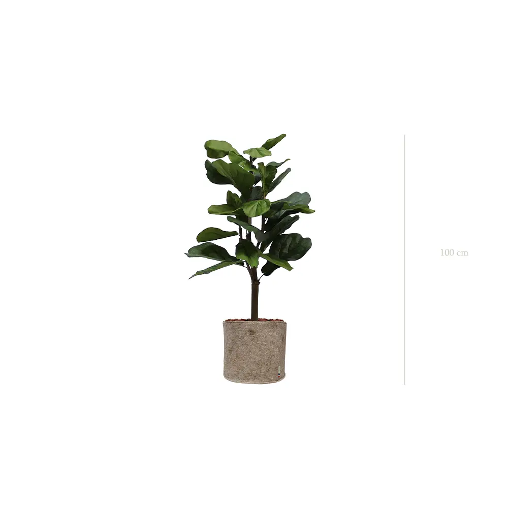 Le Lyrata - Pot Tissu Beige - Artificiel