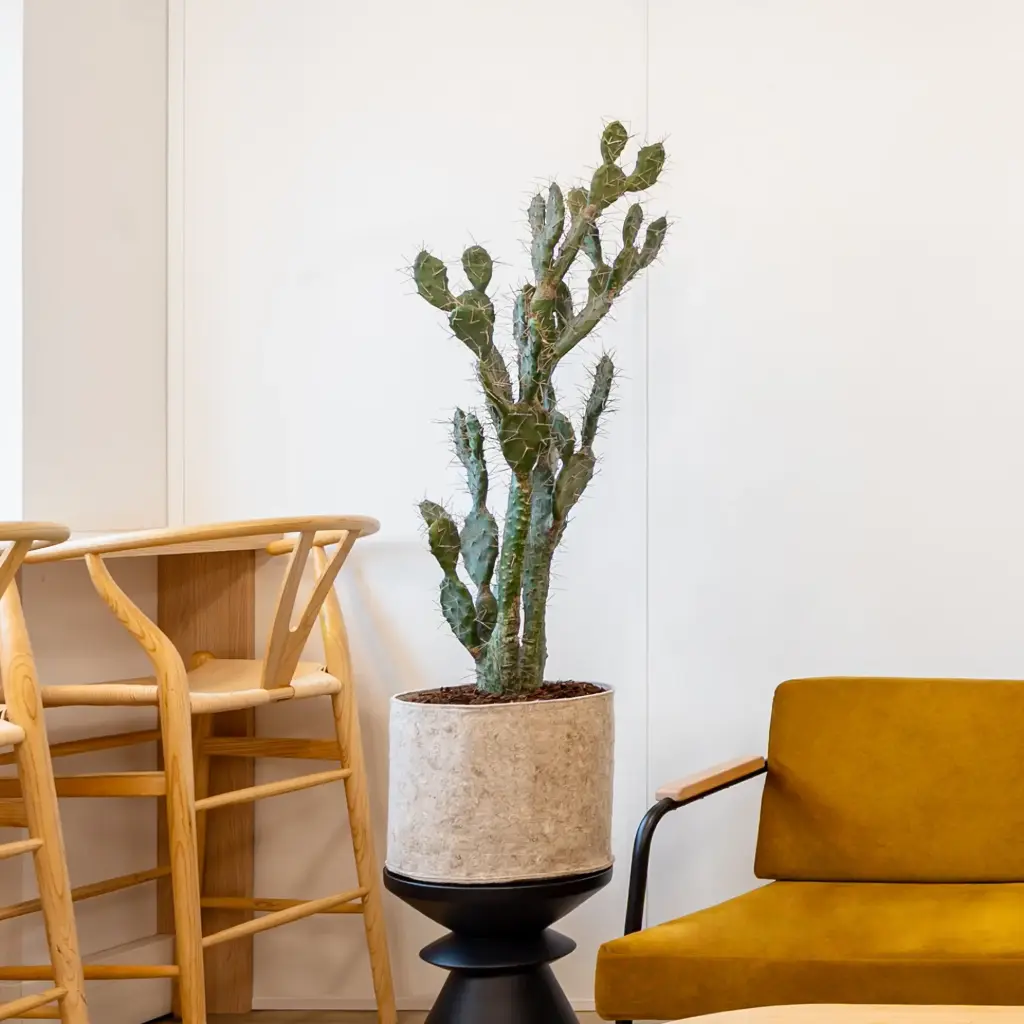 Le Cactus - Pot Tissu Beige - Artificiel
