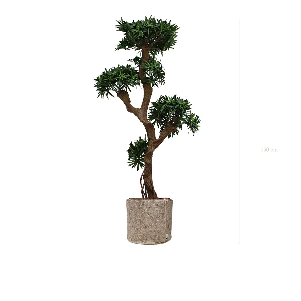 Le Podocarpus - Pot Tissu Beige - Artificiel