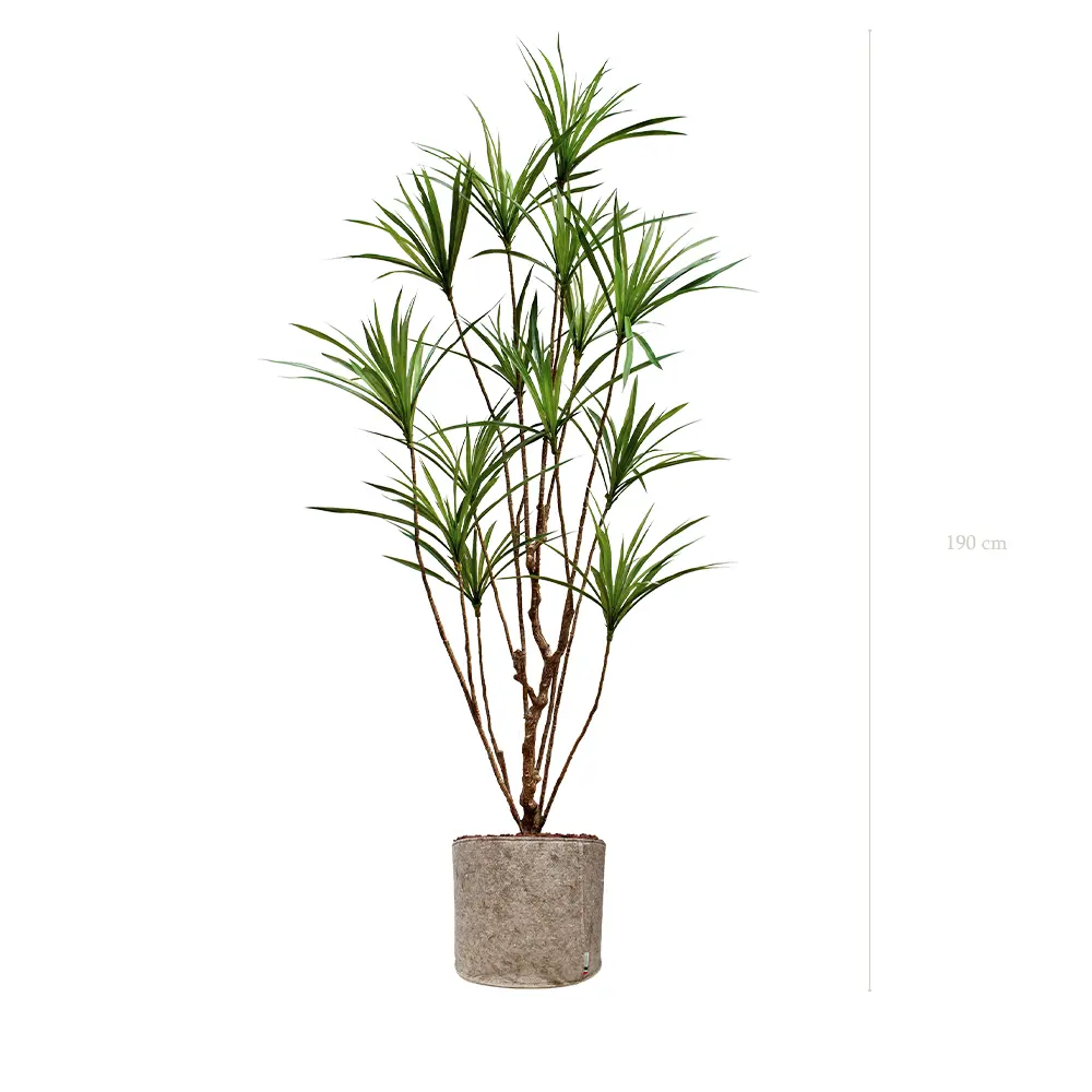Le Dracena - Pot Tissu Beige - Artificiel