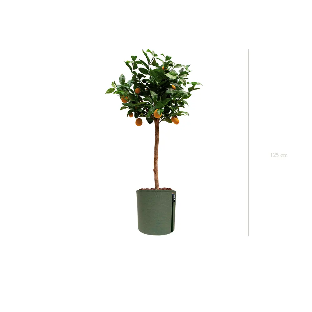 Le Citronnier - Pot MyBac - Artificiel