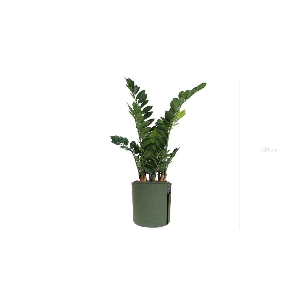 Le Zamia - Pot MyBac - Artificiel