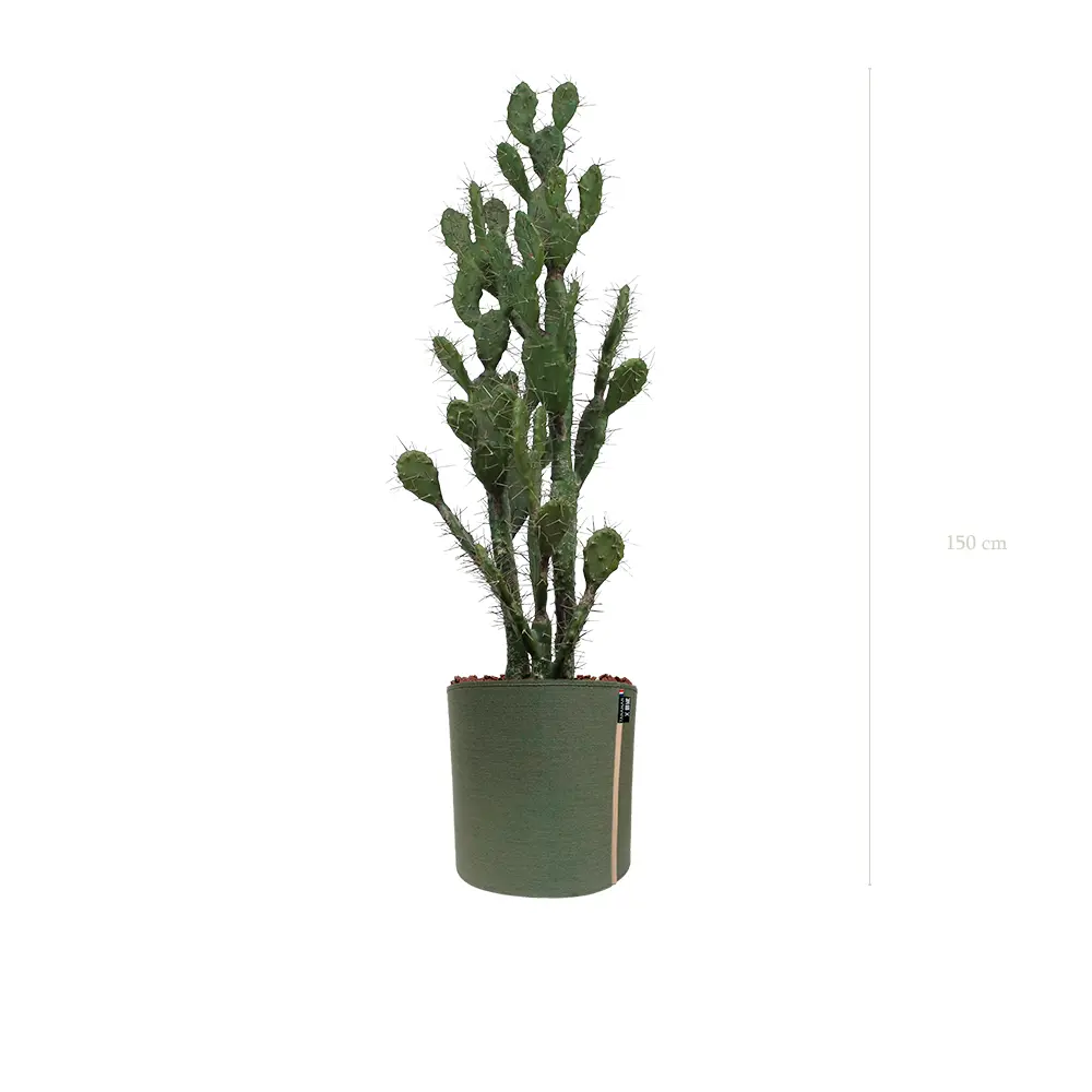 Le Cactus - Pot MyBac - Artificiel