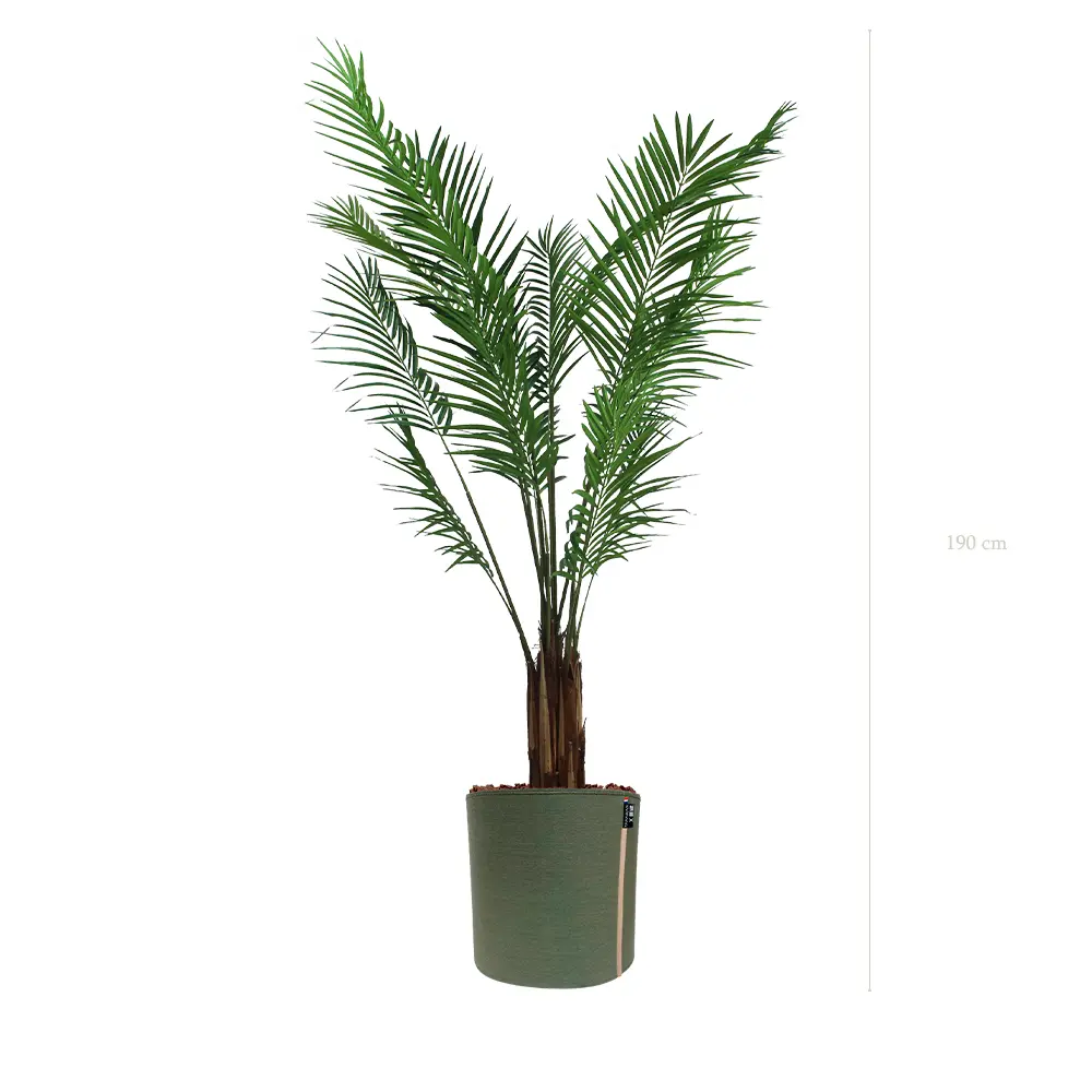 L’Areca - Pot MyBac - Semi-Naturel