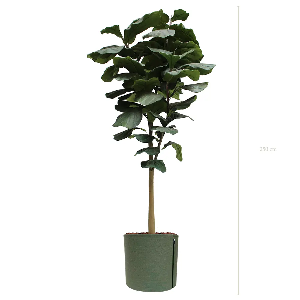 Le Grand Lyrata - Pot MyBac - Artificiel