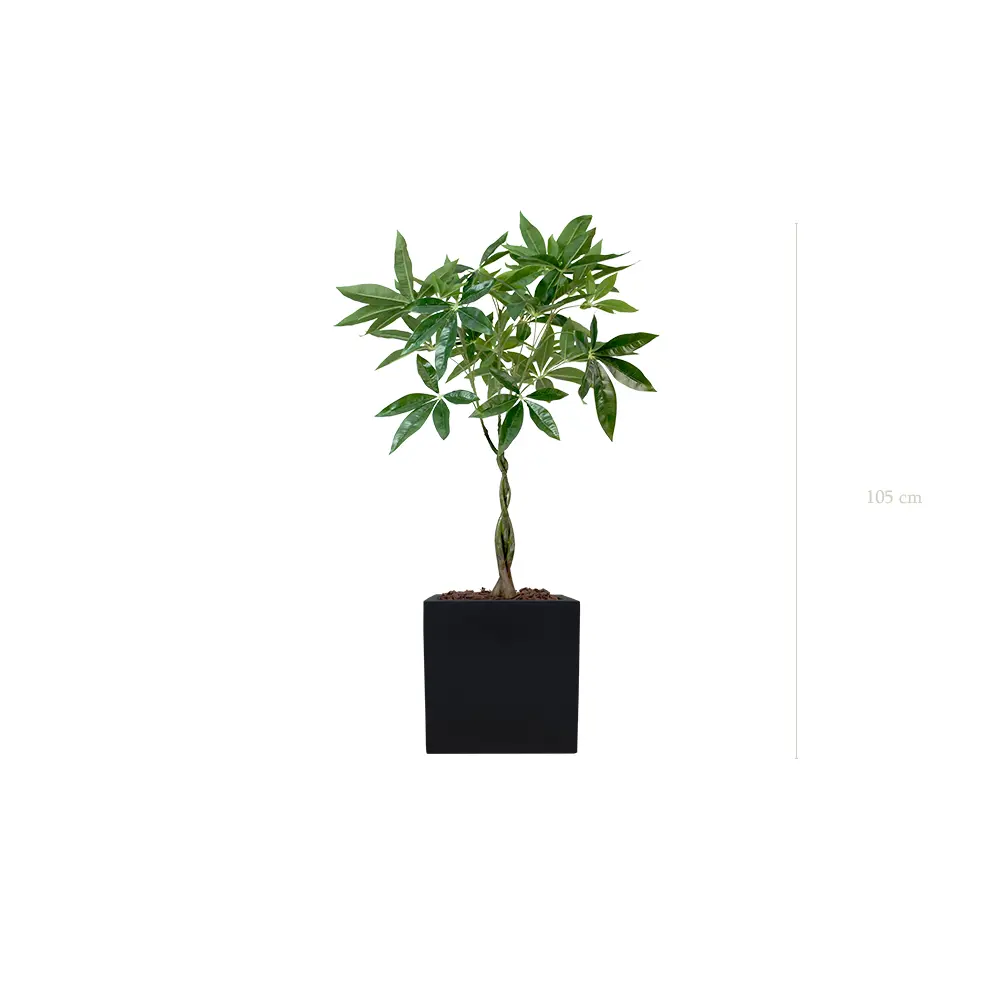 Le Pachira - Cube Noir - Artificiel
