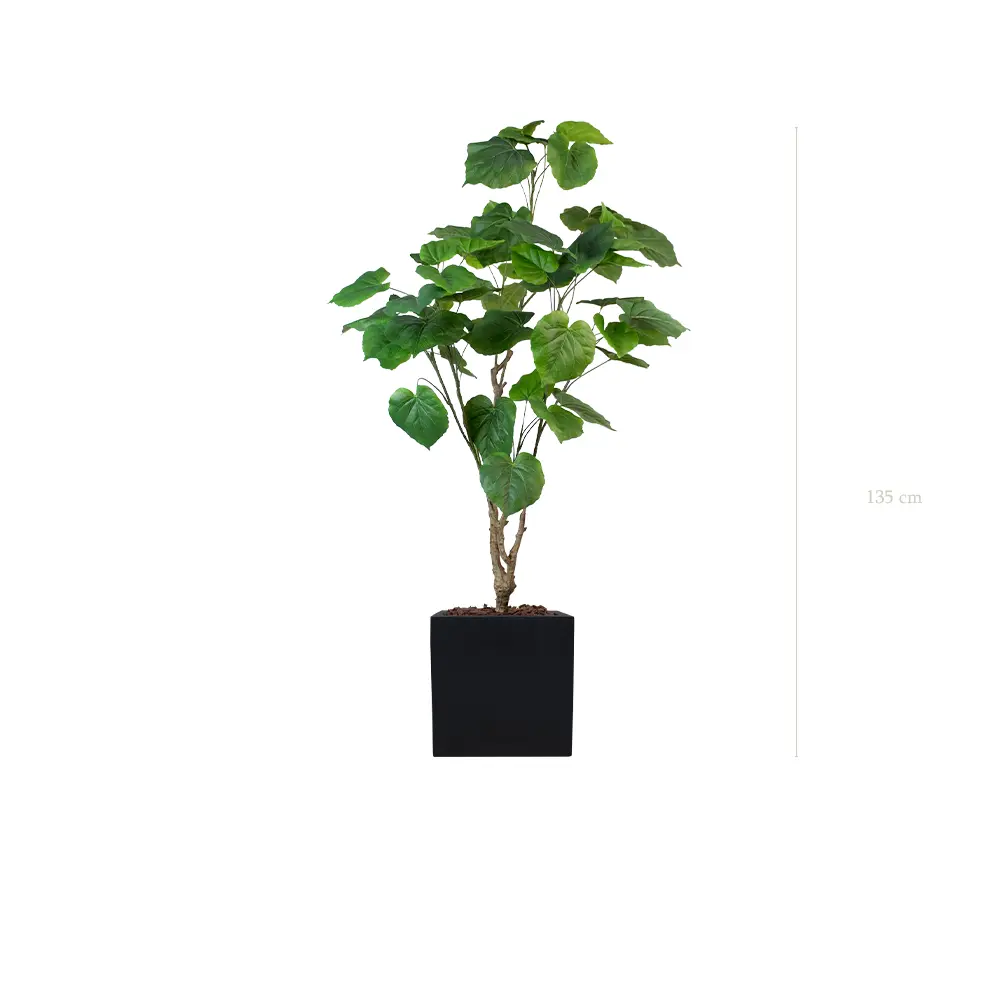 Le Ficus Umbellata - Cube Noir - Artificiel