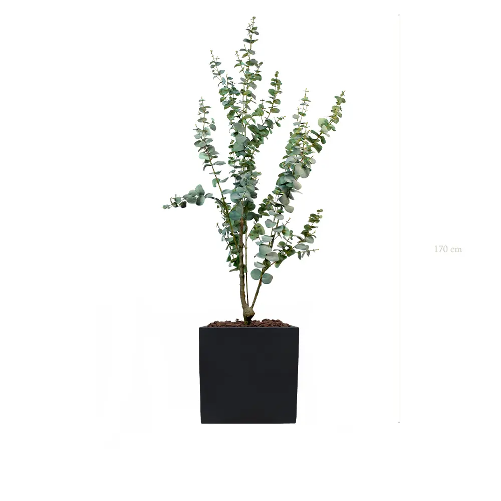 Le Petit Eucalyptus - Cube Noir - Artificiel