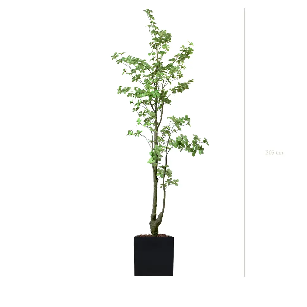 Le Tropaeolum - Cube Noir - Artificiel