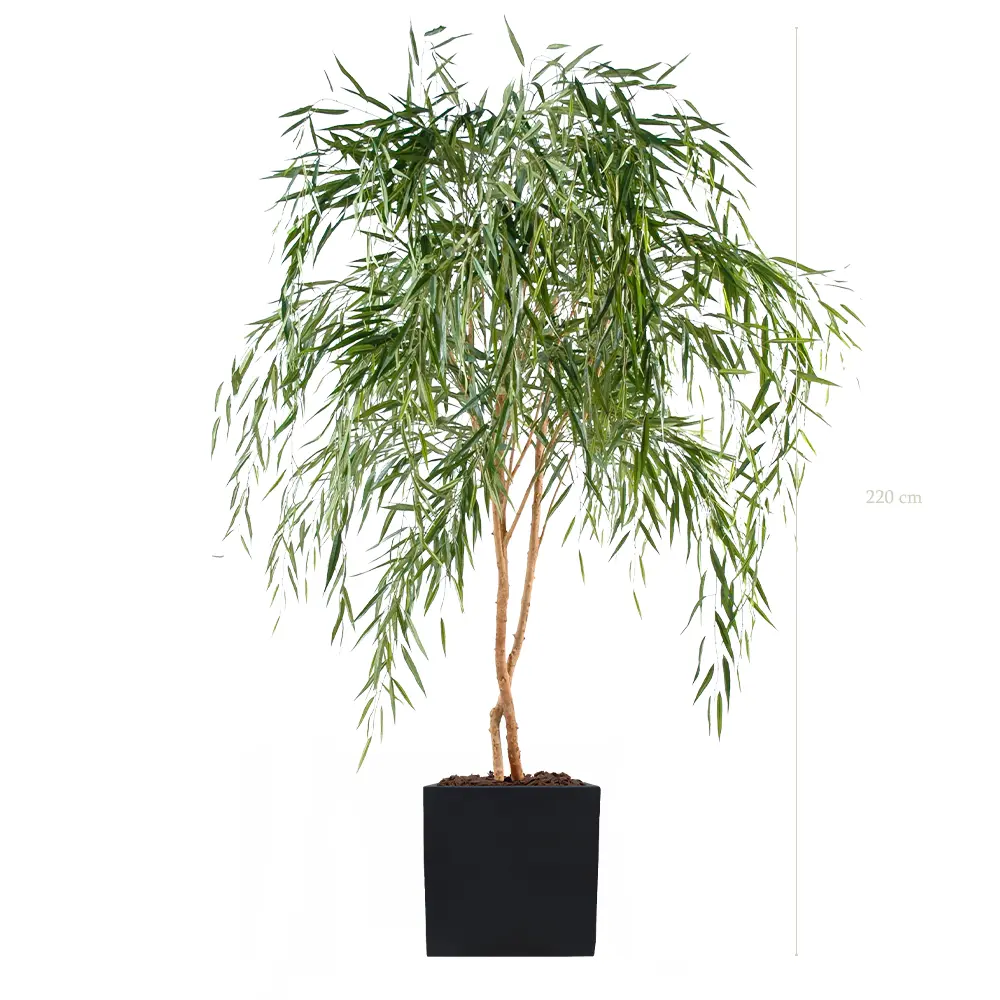 Le Saule - Cube Noir - Semi-Naturel