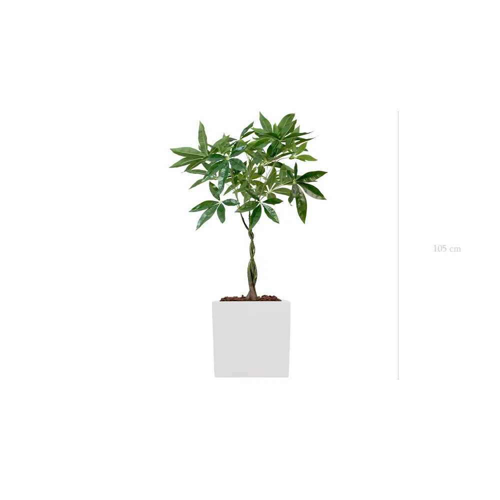Le Pachira - Cube Blanc - Artificiel